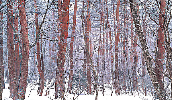 树,积雪,风景