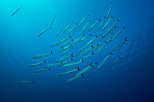 魚(yú)群,梭魚(yú)