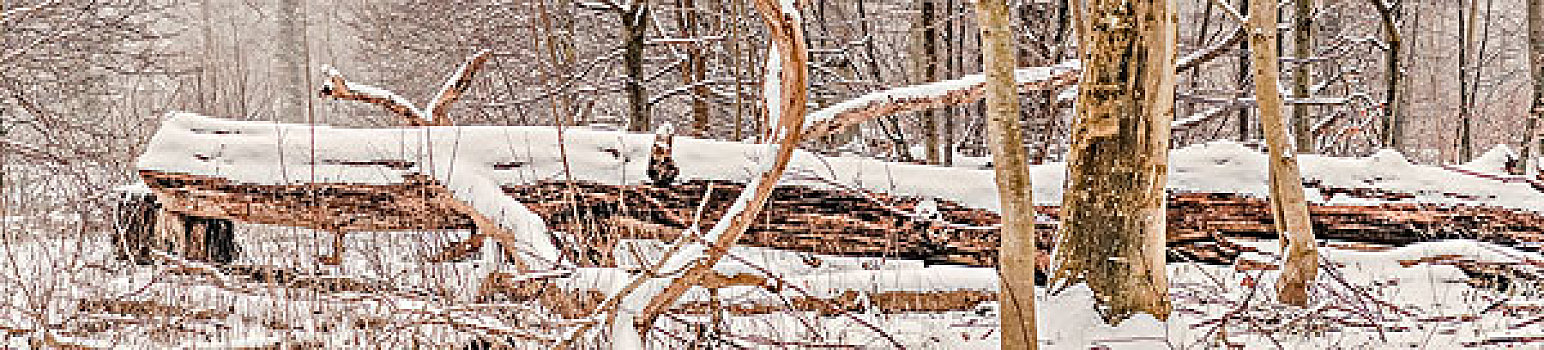 全景,大树,原木,遮盖,雪,树林