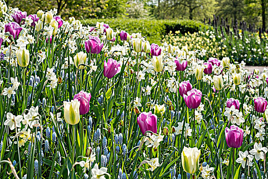 花坛,粉色,白色,郁金香,郁金香属,库肯霍夫公园,荷兰,欧洲
