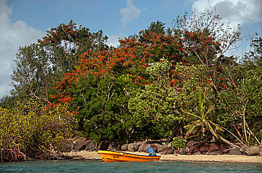 华丽,圣诞树,橙色,小船,岛屿,斐济