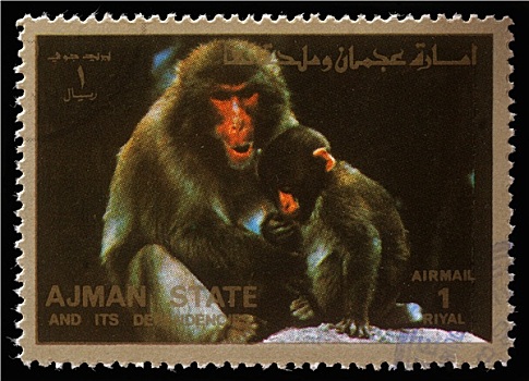 邮票,猴子