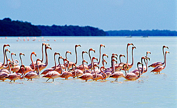 火烈鸟,泻湖,奥维耶多,多米尼加共和国,加勒比
