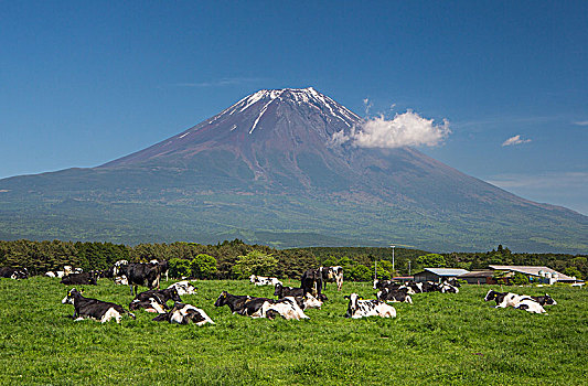 日本,静冈,省,母牛,富士山,西部