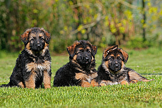 德国牧羊犬,狗,幼仔,站立,草坪