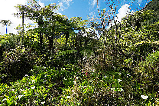 树林,留尼汪岛