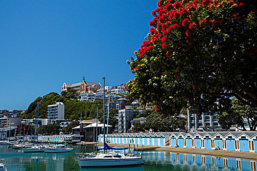 树,花,码头,惠灵顿,北岛,新西兰