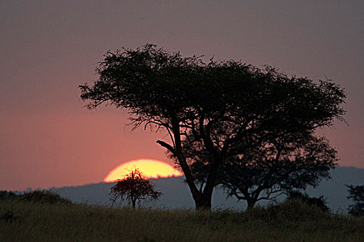日落,风景,金合欢树,靠近,肯尼亚