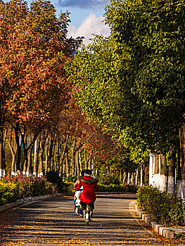 秋天的下午骑车少年经过落满黄色树叶的路面