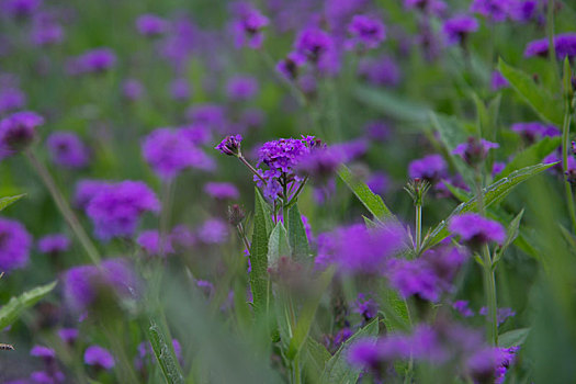 花,春天,紫色