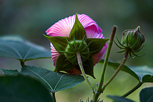 美丽的芙蓉花,木芙蓉,拒霜花,木莲,地芙蓉,华木