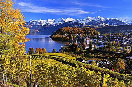 城镇风光,湖,积雪,伯尔尼阿尔卑斯山,伯恩,瑞士,欧洲