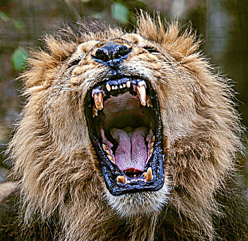 特写,雄性,非洲狮,叫喊,张嘴