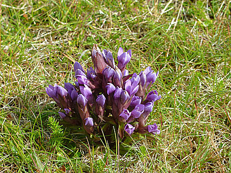 紫罗兰,花,冰岛