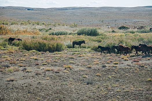 新疆g216线五大高速公路旁准噶尔盆地边沿草原上的马群