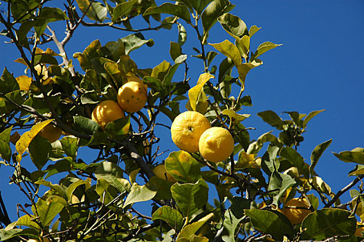 柠檬,树,西班牙