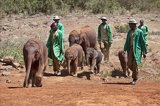 肯尼亚,内罗毕,看护,领着,孤儿动物,大象,内罗毕国家公园