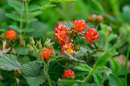 夏日山野里鲜嫩的红茅莓果