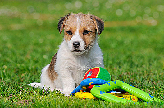 杰克罗素狗,小狗,坐,玩具,草地