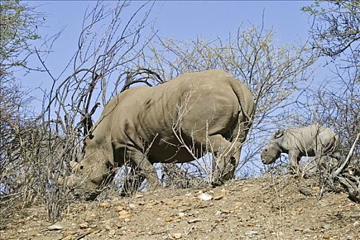 白犀牛,母兽,幼兽,牧场,纳米比亚,非洲