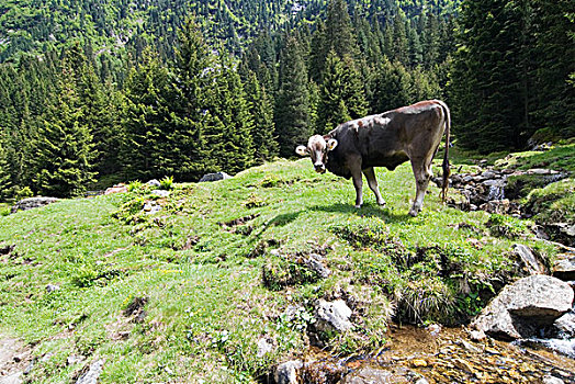 母牛,司图拜谷地,山谷,提洛尔,奥地利,欧洲