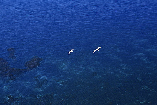 岛屿,海鸥