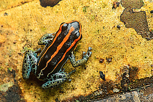 乐观,毒物,青蛙,亚马逊雨林,国家公园,厄瓜多尔,南美