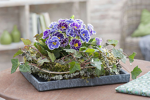 樱草属植物,蓝色,紫色,花环,常春藤属