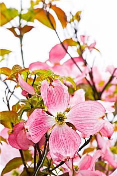 日本,山茱萸,花,春天