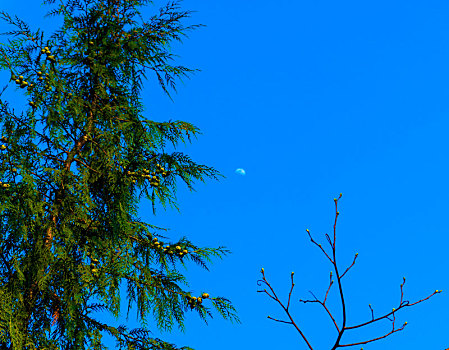 蓝天绿树弯月