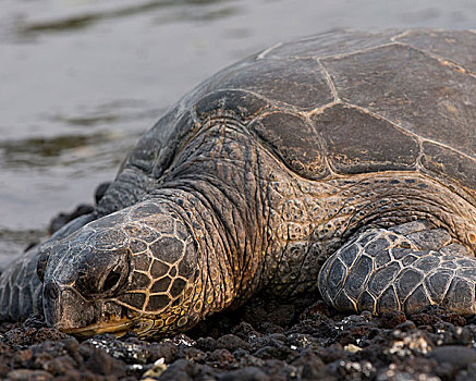 绿海龟,休息,海岸线,龟类,柯哈拉海岸,夏威夷