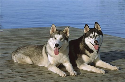 西伯利亚,哈士奇犬,狗,两个,成年人,喘气