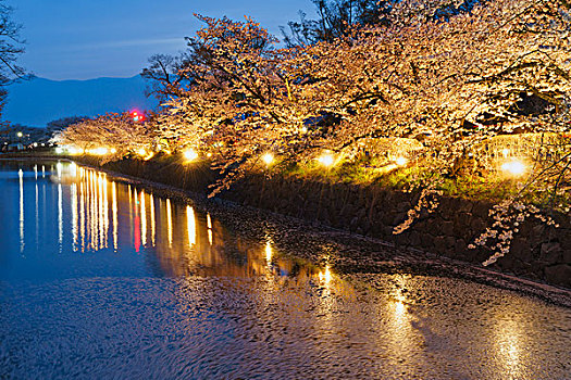 排列,树,樱桃树,护城河,松本城,夜晚