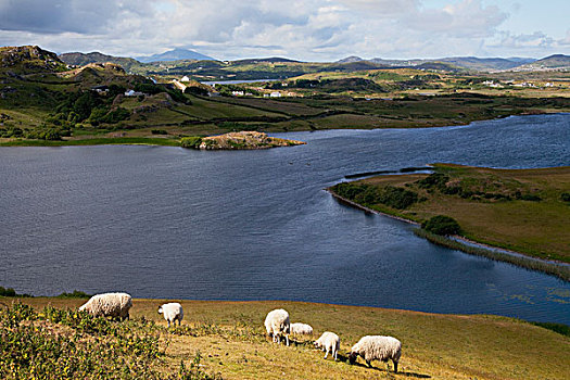 绵羊,放牧,海岸,头部,多纳格,爱尔兰