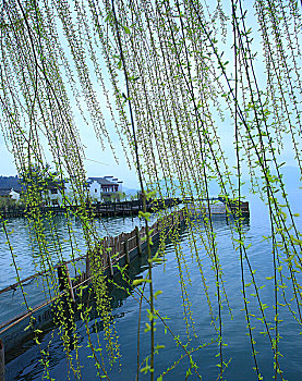 垂柳,湖泊