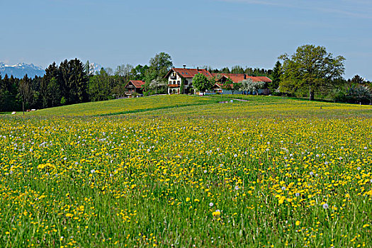 农舍,春天,草地,上巴伐利亚,巴伐利亚,德国,欧洲
