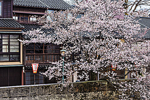 樱桃树,城镇,石川