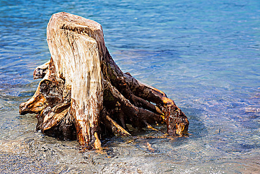 海滩,漂浮物,树桩