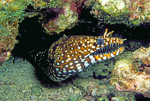 龙,海鳗,珊瑚礁,夏威夷