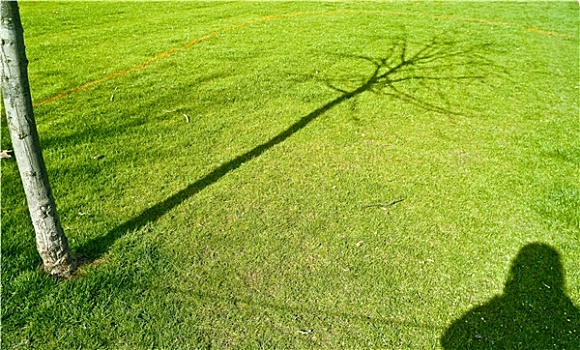 影子,摄影师,树,海德公园,伦敦