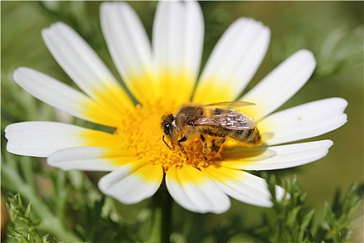蜜蜂,黄春菊