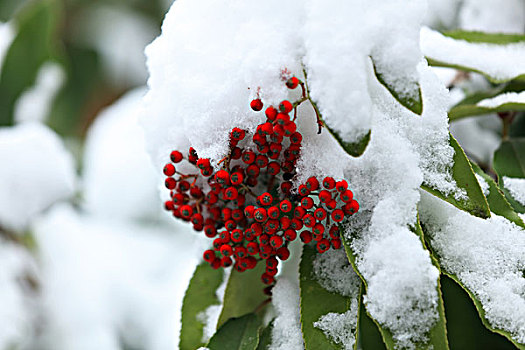 积雪,石楠树