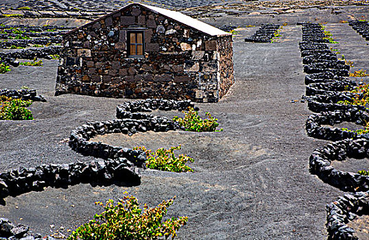 兰索罗特岛,葡萄园,黑色背景,火山,土地
