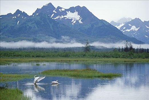 号角天鹅,黑嘴天鹅,一对,湖,三角洲,阿拉斯加