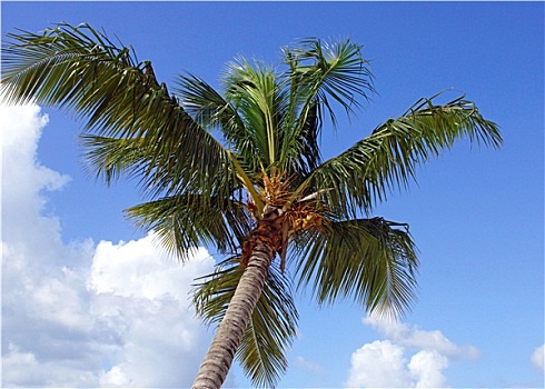 椰树,加勒比,海滩,多米尼加共和国