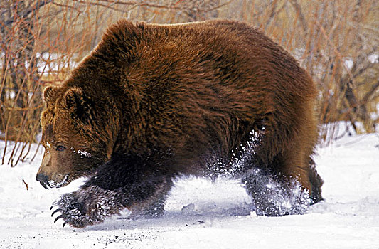 科迪亚克熊,棕熊,成年,阿拉斯加