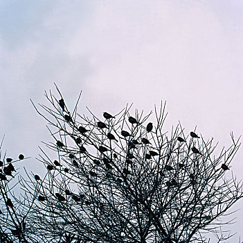 鸟,树