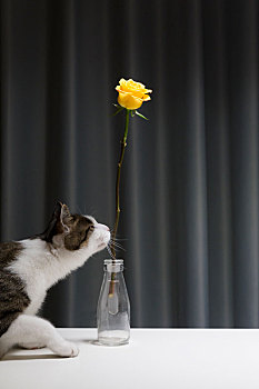一支黄色的玫瑰和一支可爱的小猫