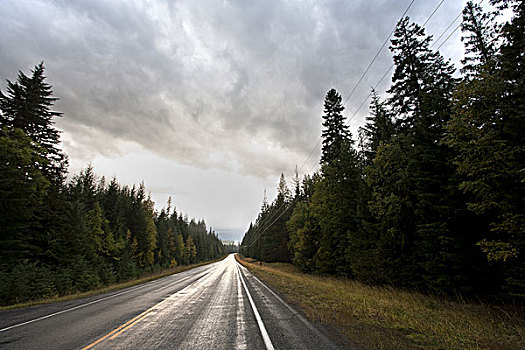 乡村道路,树林,雨天,蒙大拿,美国