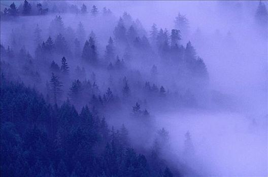 雾,遮盖,树林